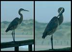 (15) great blue heron montage.jpg    (1000x720)    279 KB                              click to see enlarged picture